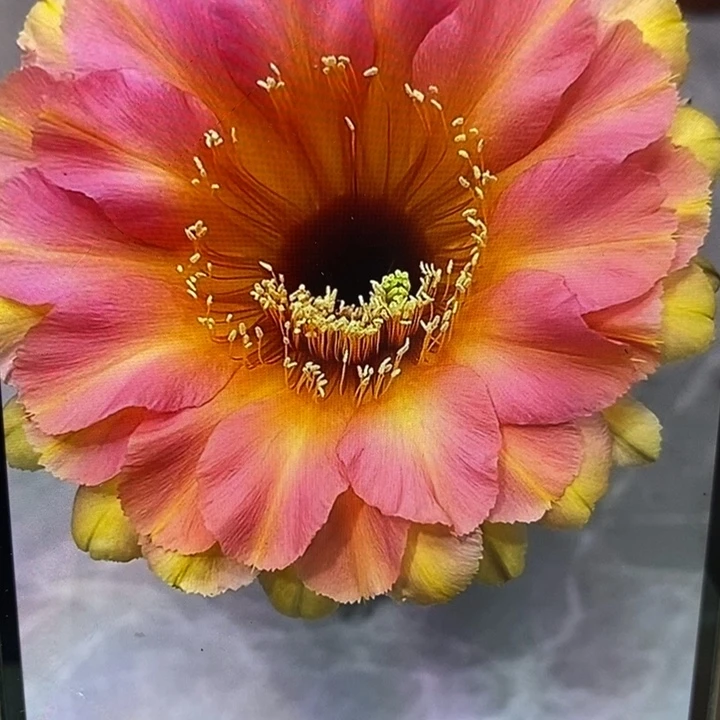 彩草27号8公分左右