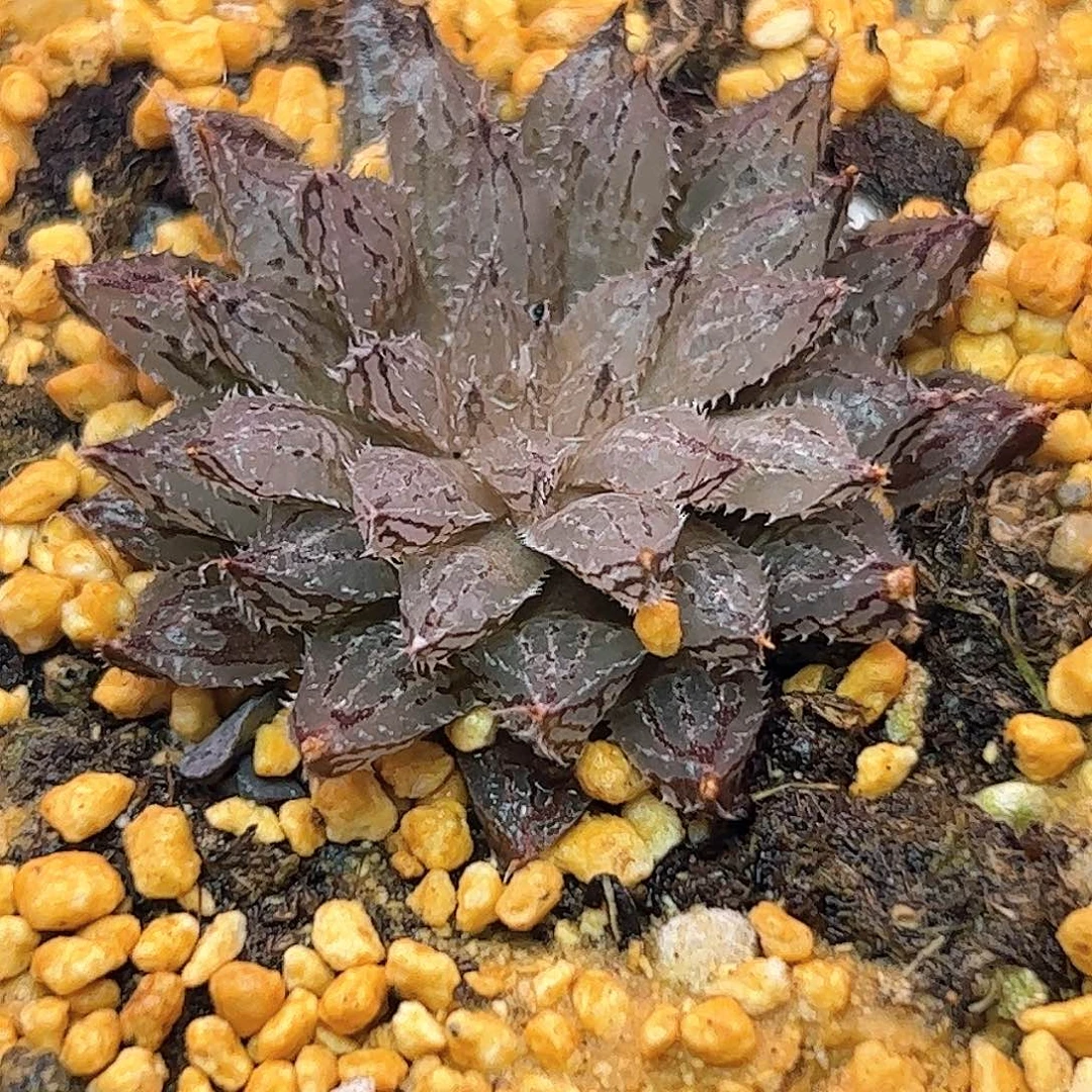 岩兰十二卷多肉植物满