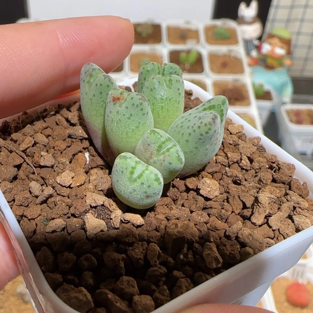 肉锥多肉植物组合-杂交斑马1254