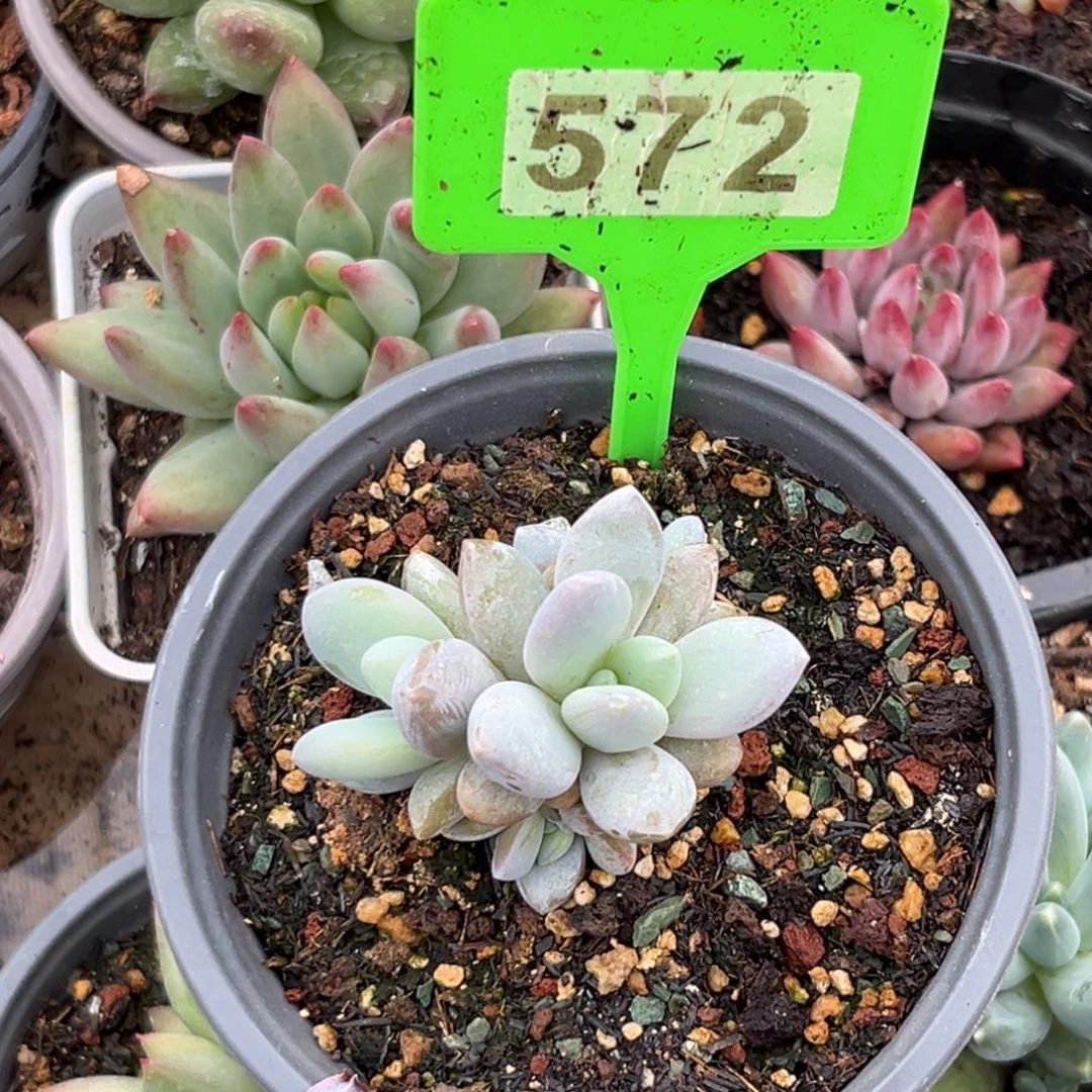 多肉植物橙龙572
