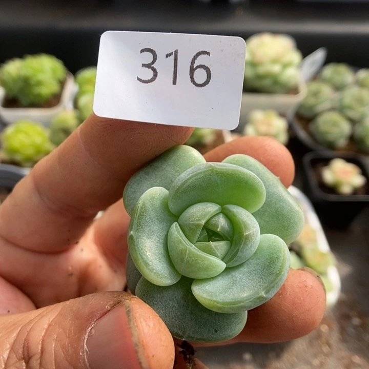 一物一拍一物一拍1113-316