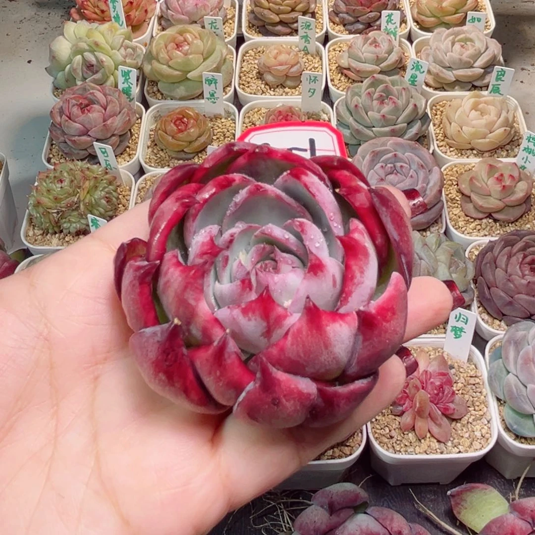 G51一物一拍 惊鸿仙子