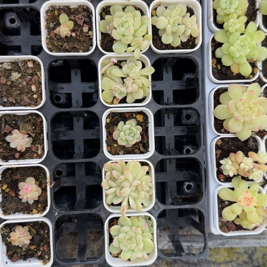 174 盆外棚一个满25包邮