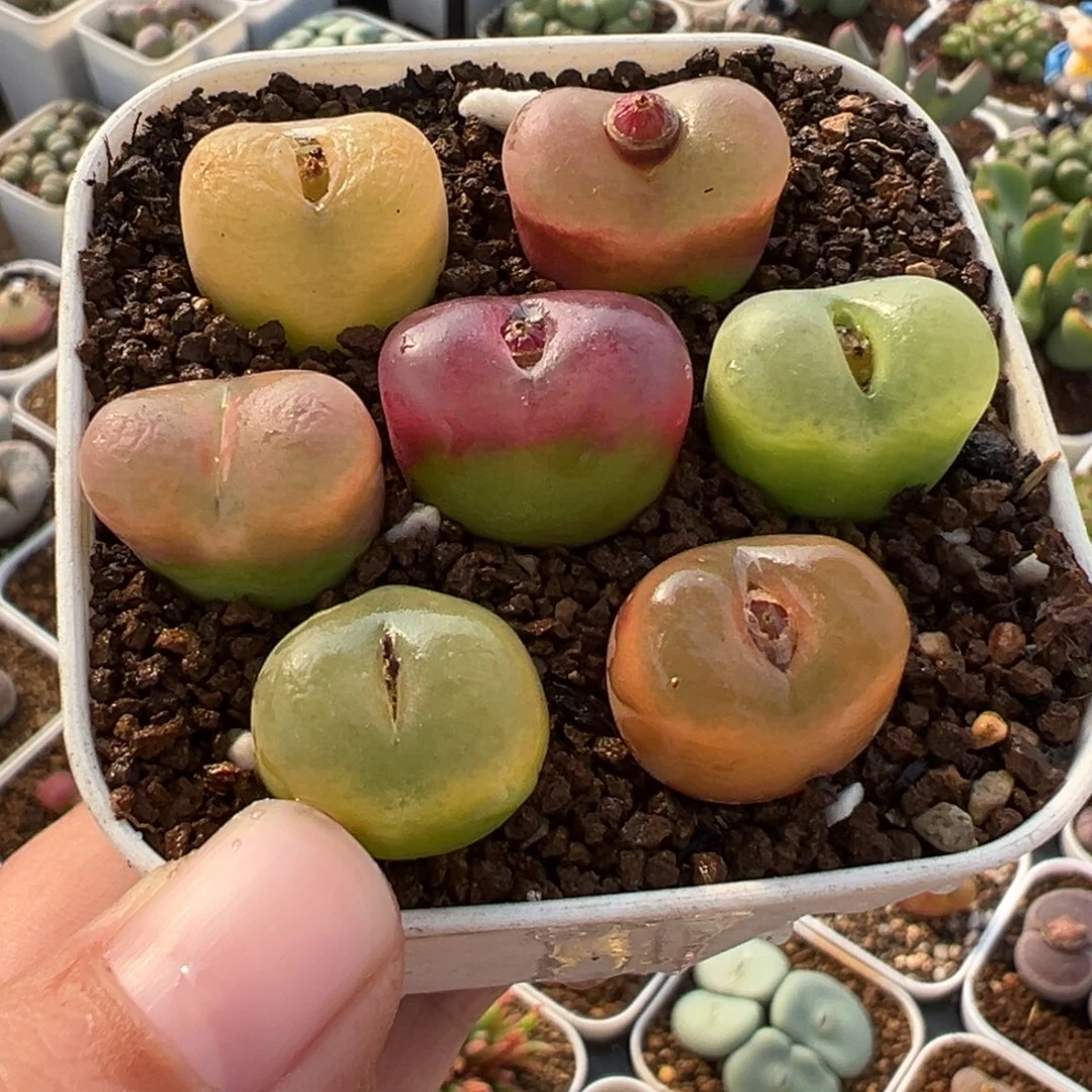 851多肉植物种类多样