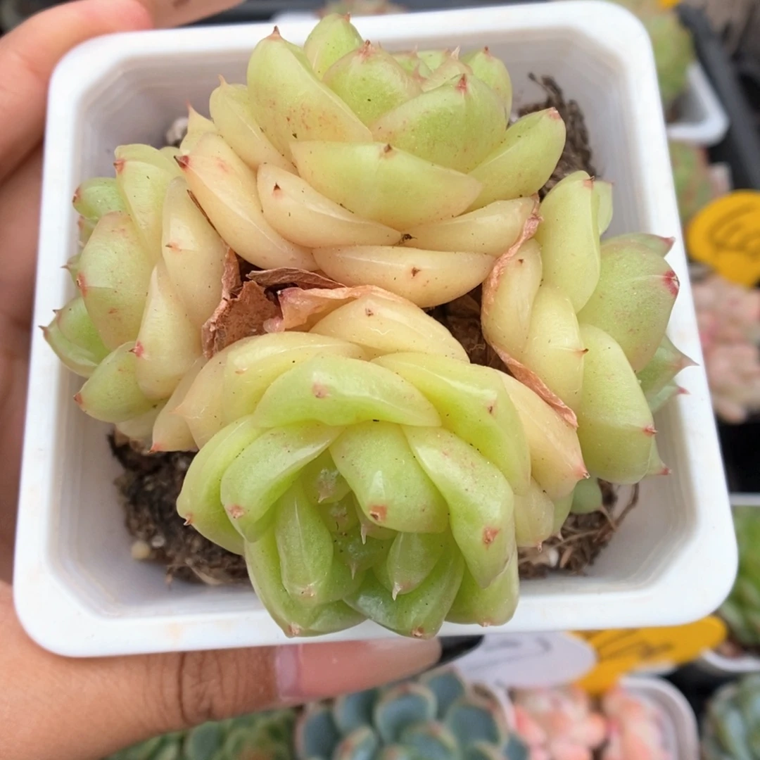 玉芷珍妮群生505号