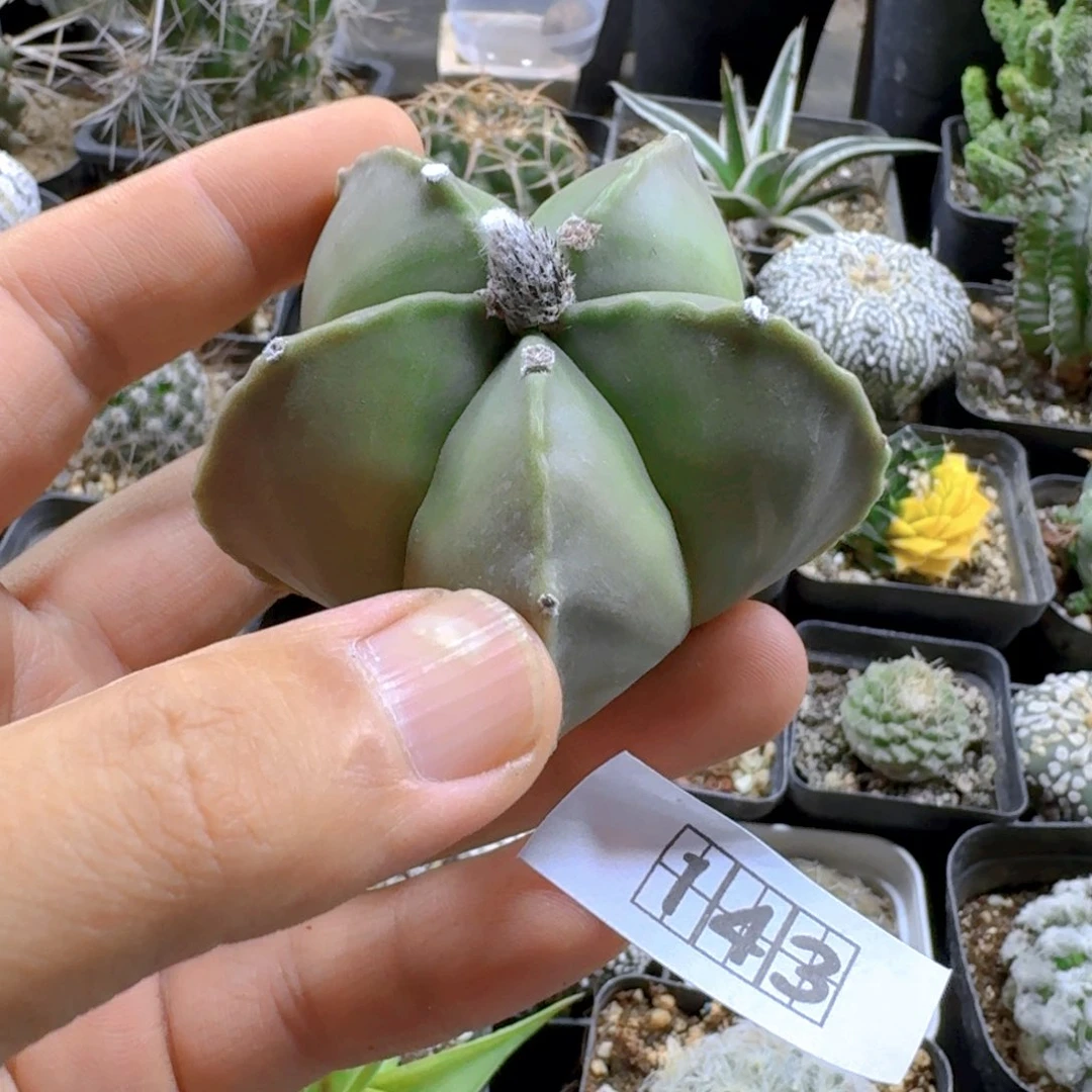 143鸾凤玉脱土发货实生