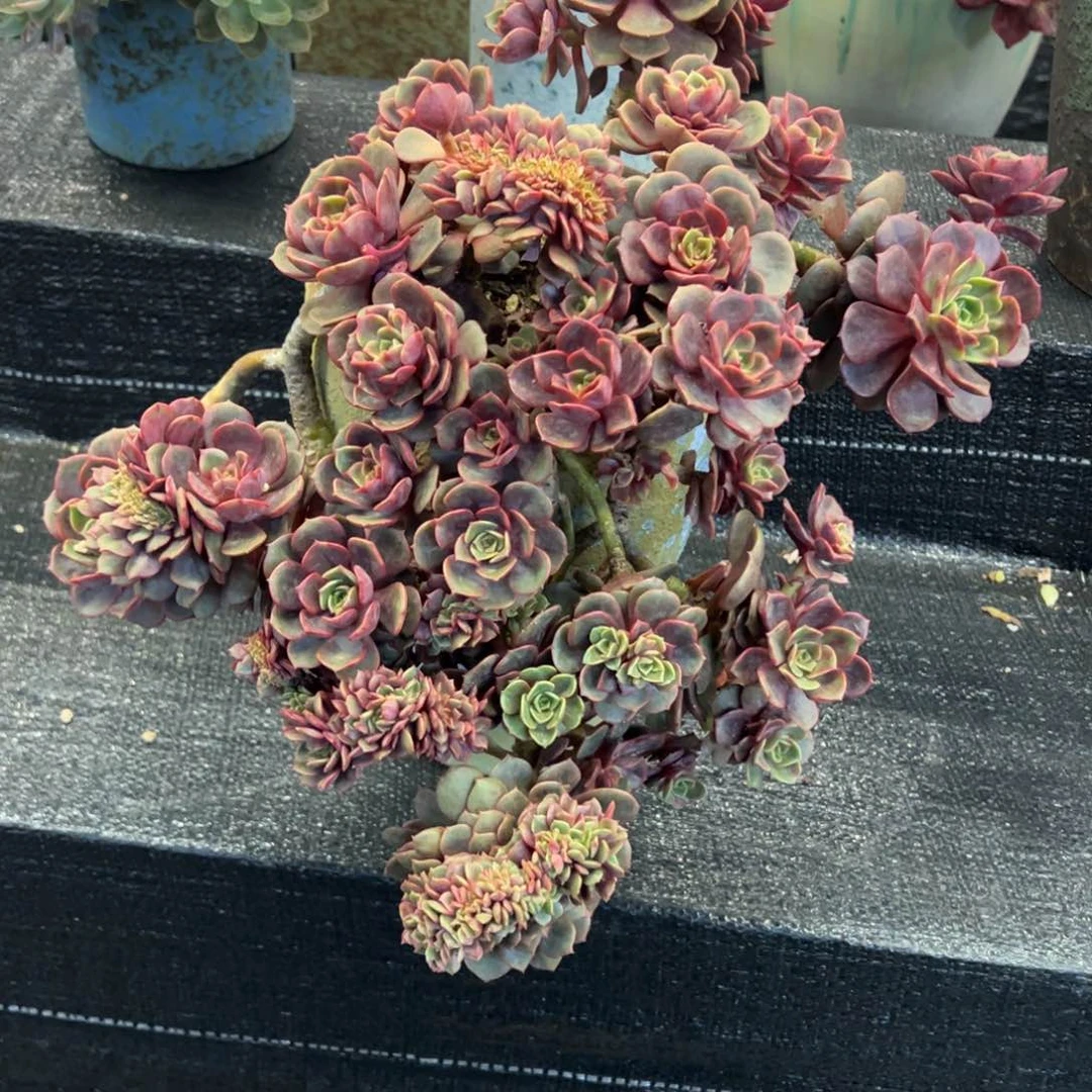 悬崖老桩无砍大红袍