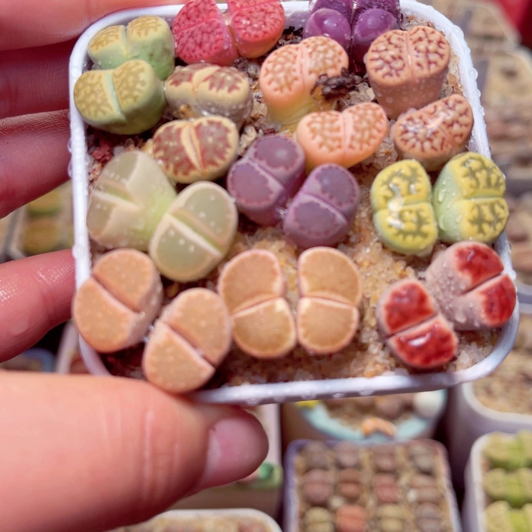 513号带盆包邮发货