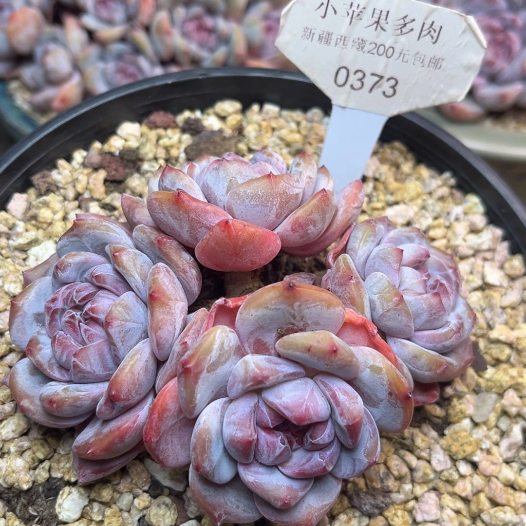 绿底紫心373/12cm4头