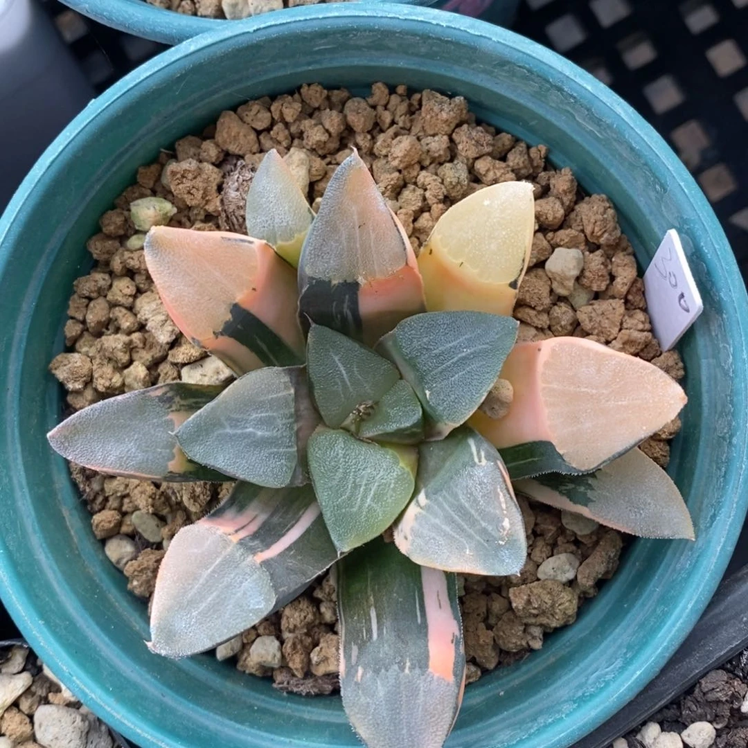 一颗实生大克锦。