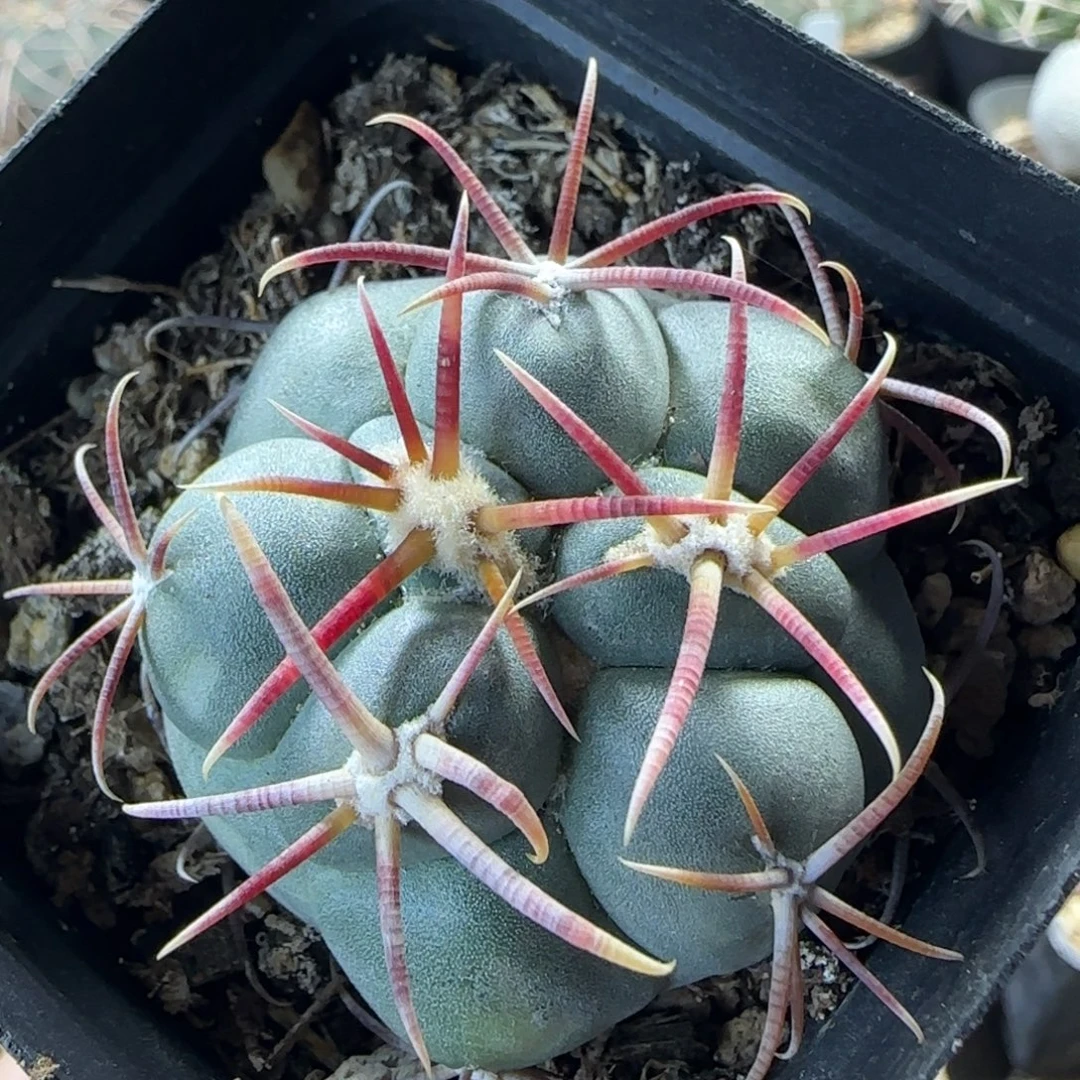 034实生高木绯冠龙多肉4.5