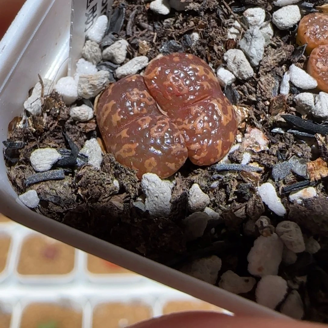 肉锥多肉植物组合-泡泡勋1311