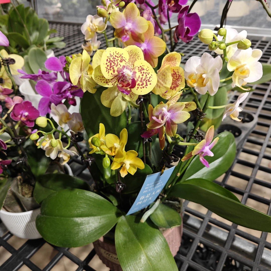 【随机两颗小花】蝴蝶兰 不配盆 随机两颗蝴蝶兰不指定颜色无售后