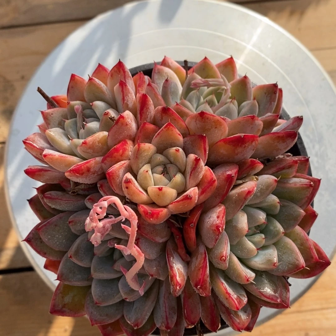 自助下单一物一拍多肉，下滑链接品种更多选择