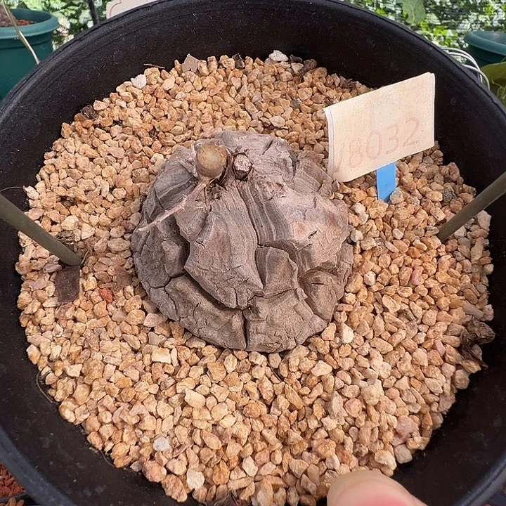 多肉植物专拍 一物一拍 南非龟甲龙8032