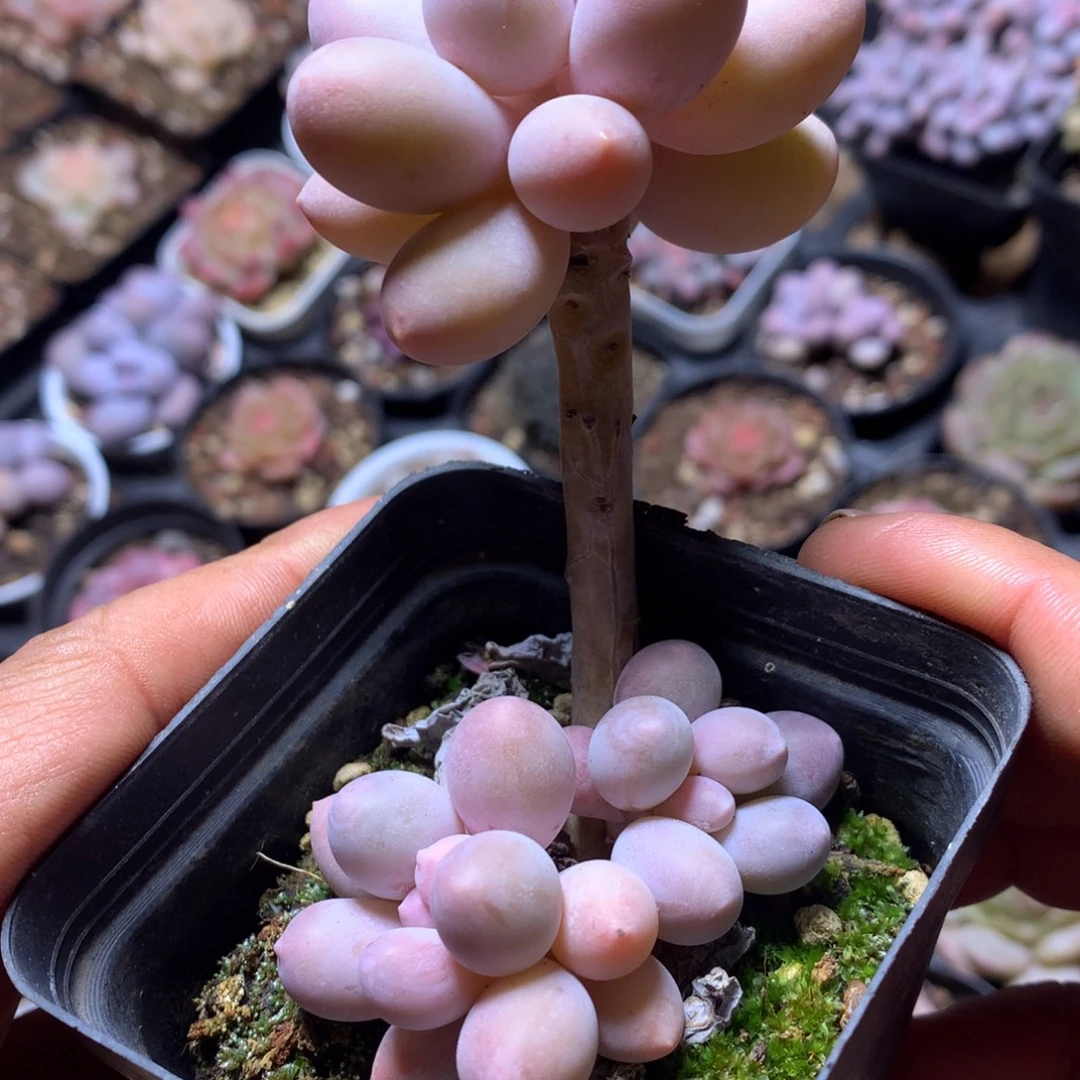 汤圆多肉一物一拍