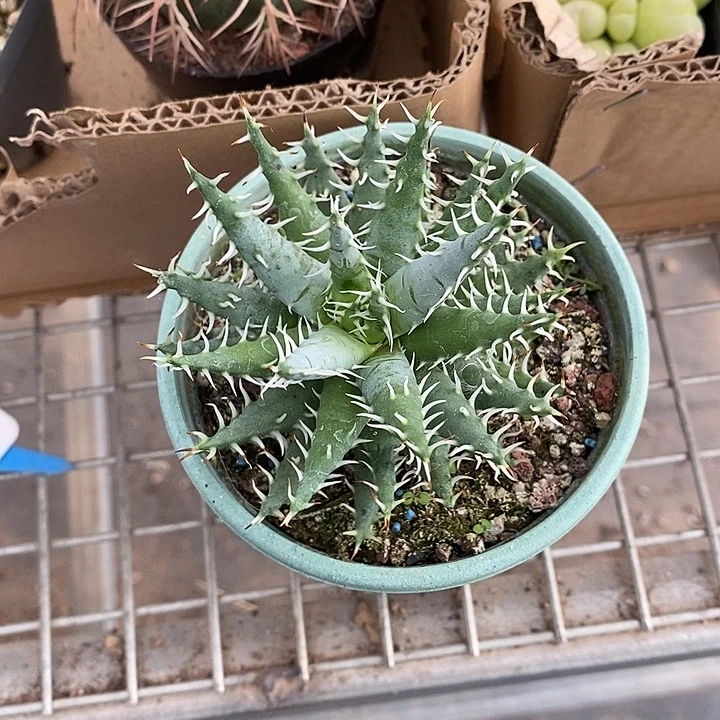 漂亮小仙女的小仙女都好