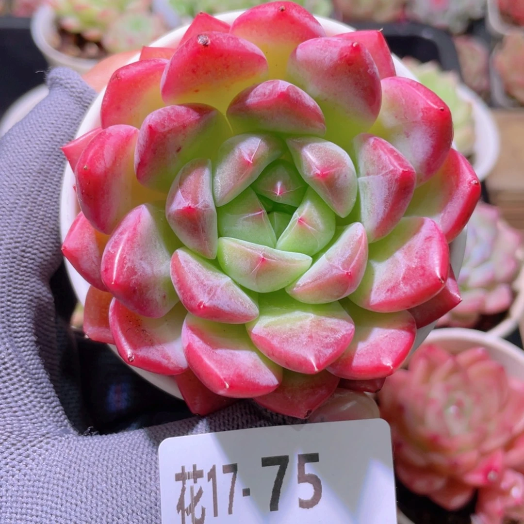 花利美17-75新品