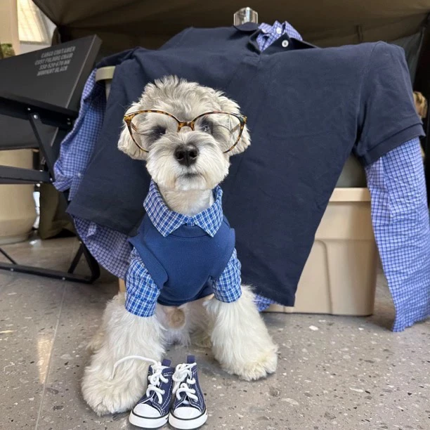 狗狗衣服春秋款假两件雪纳瑞比熊泰迪柴犬西高地宠物卫衣【二】