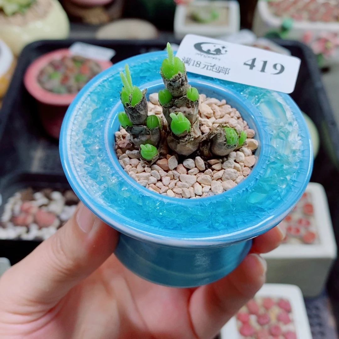 生石花花花花花花419