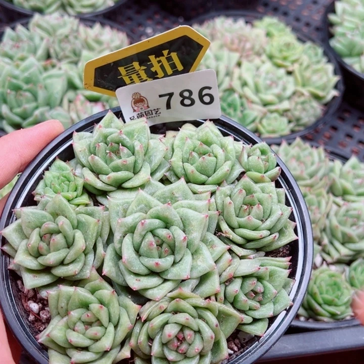 多肉植物多肉植物