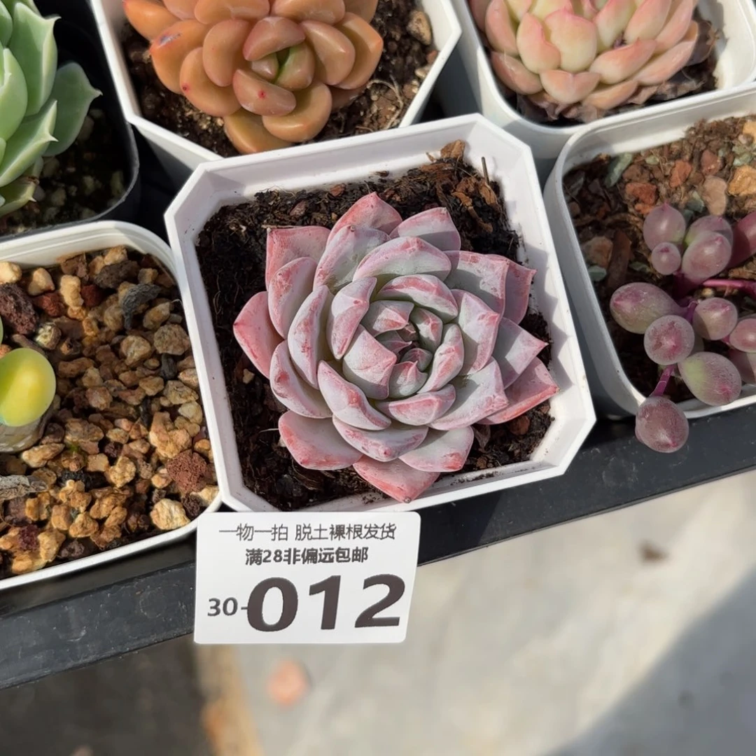 粉蓝鸟单头多肉多肉多肉