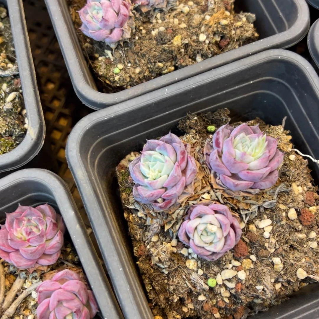 春节大福利，天蝎座