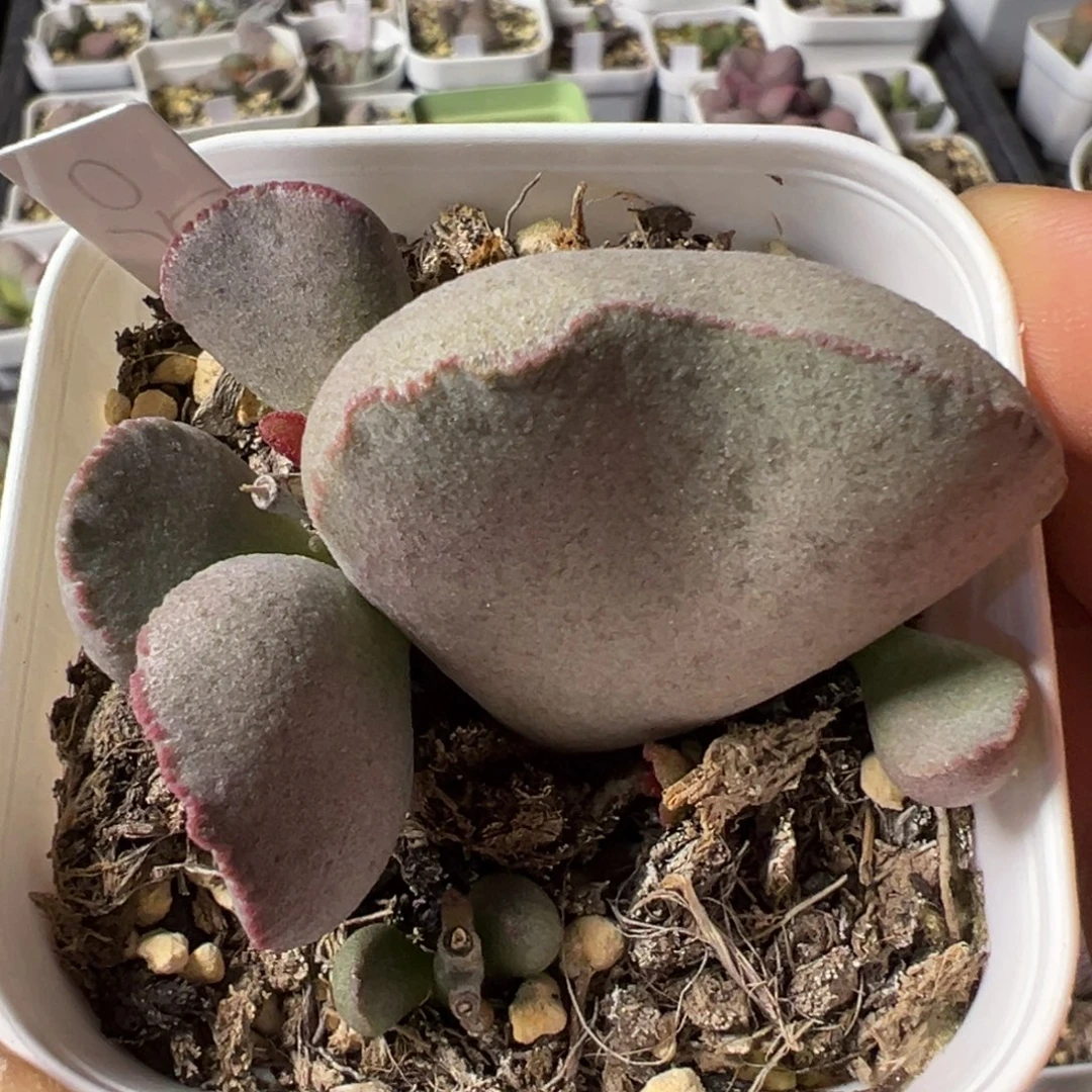 超大型新品蛋型叶波浪边款