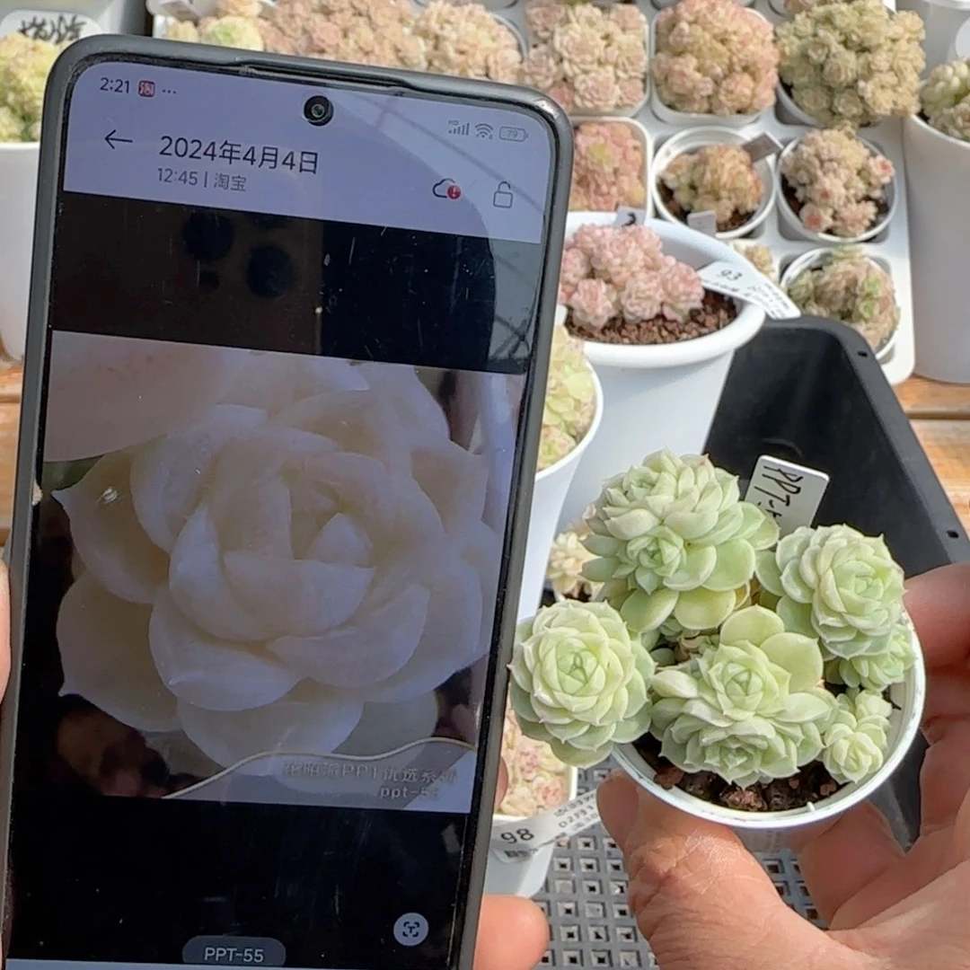 【闪购商品】0217-99（ppt-55）