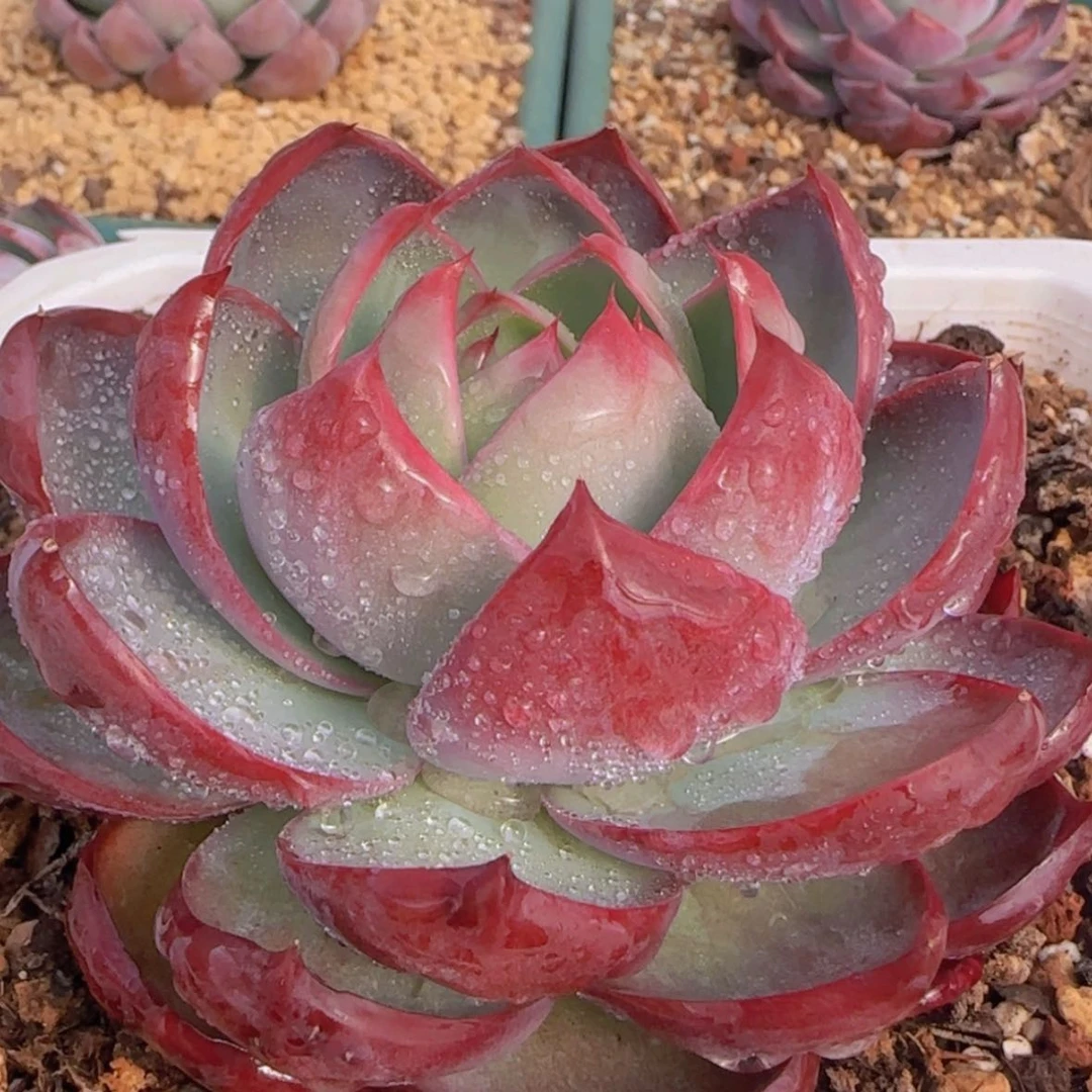 【闪购商品】惊鸿仙子