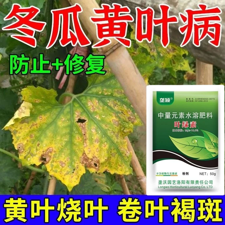 冬瓜黄叶病专用肥料叶绿素除菌剂冬瓜卷叶病毒病白粉病冬瓜叶面肥
