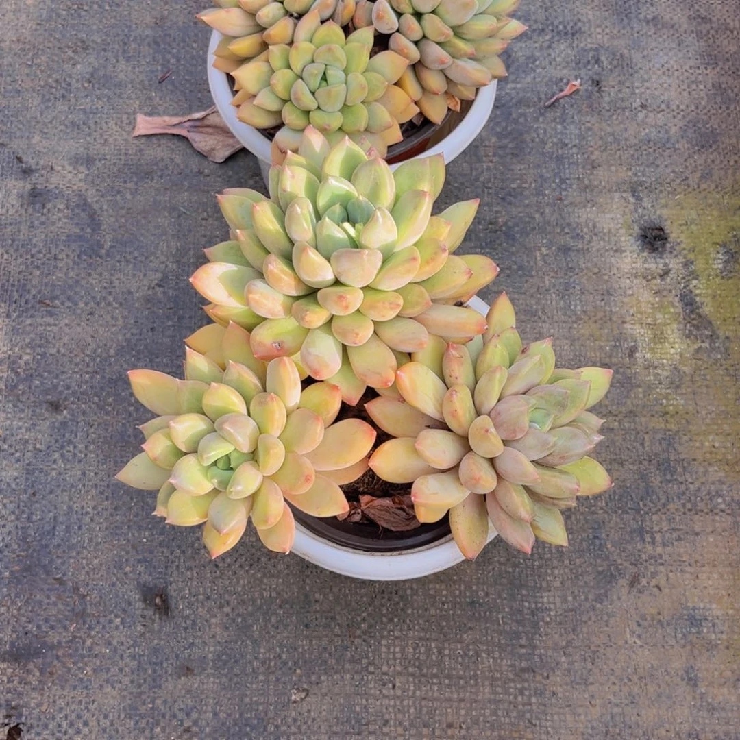 学***?象牙两颗228多肉植物