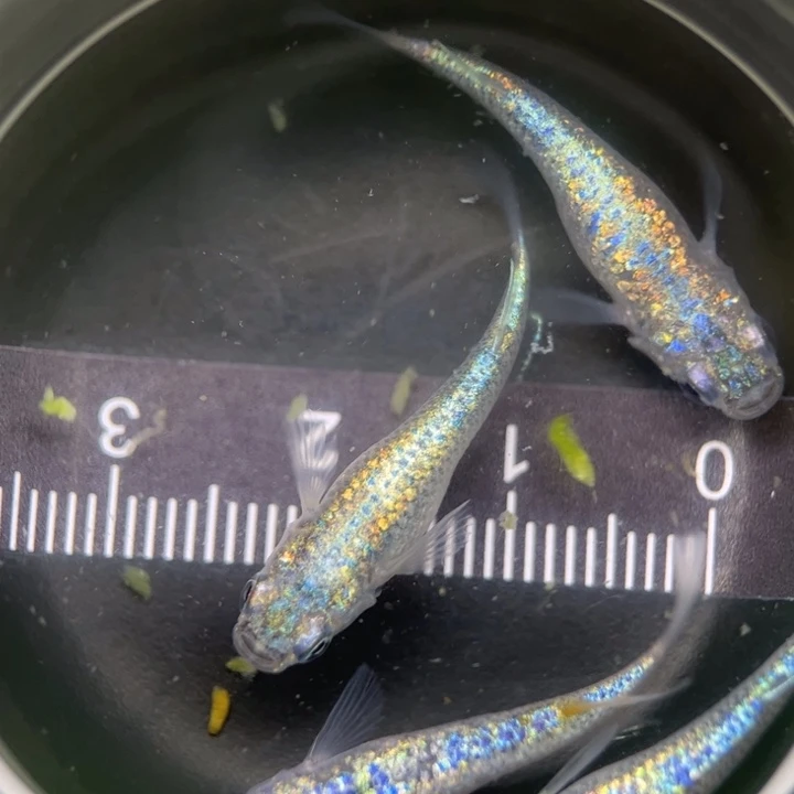 海水鱼海王星78号