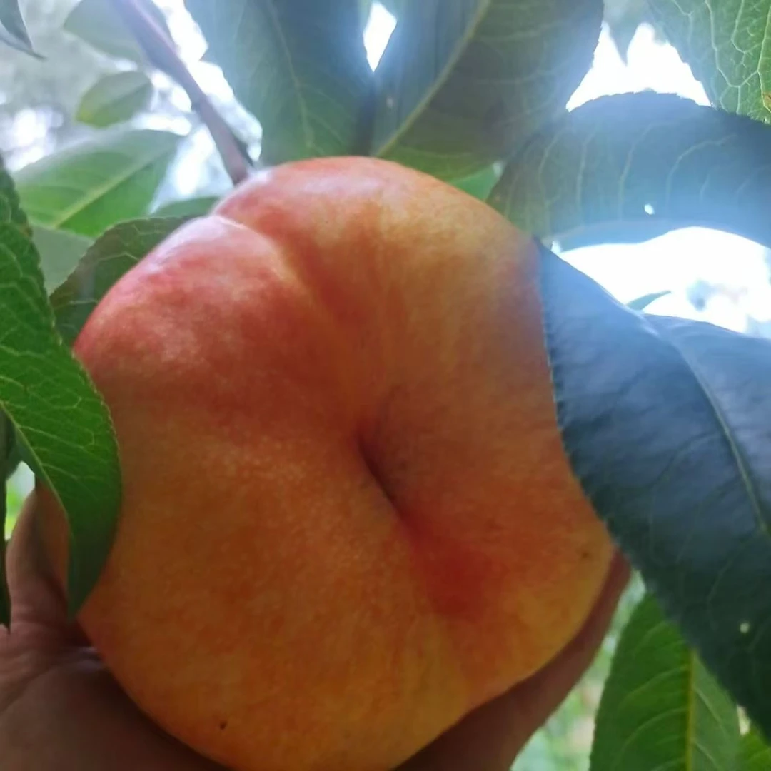 【平谷油蟠七精品大果】甘甜爽口/走亲访友佳品/单果半斤以上北京市