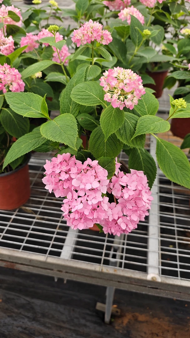 花都优选  绣球