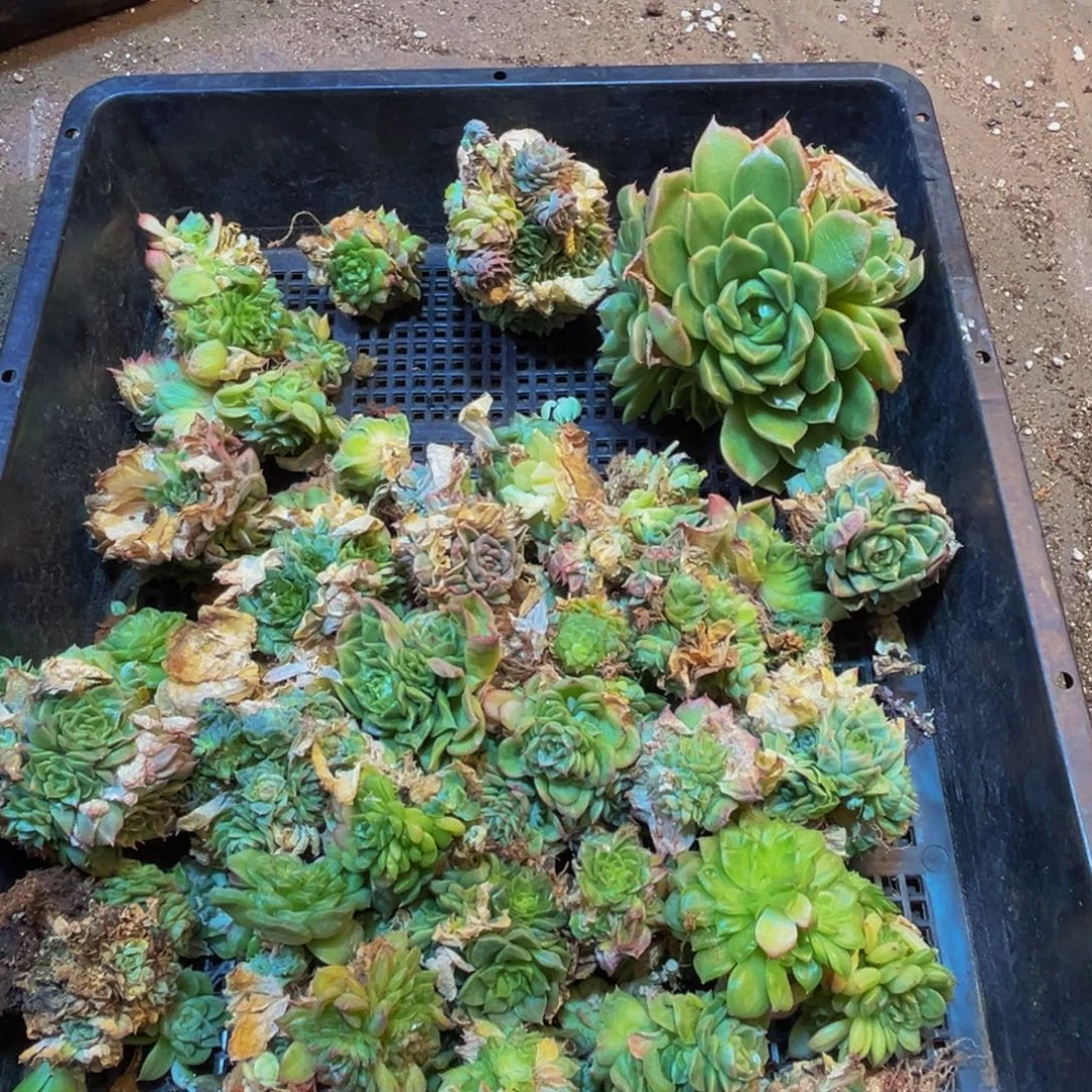 唐***意370多肉植物的生长发育