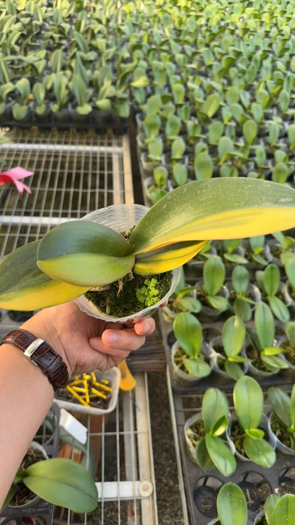 锦化蝴蝶兰 不知品种