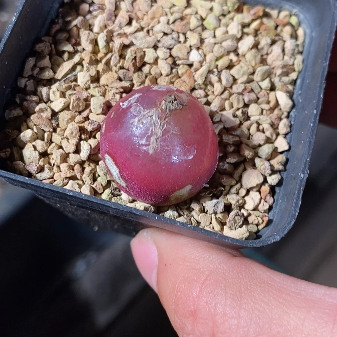 28311。 红灯泡带盆。  有老擦伤。