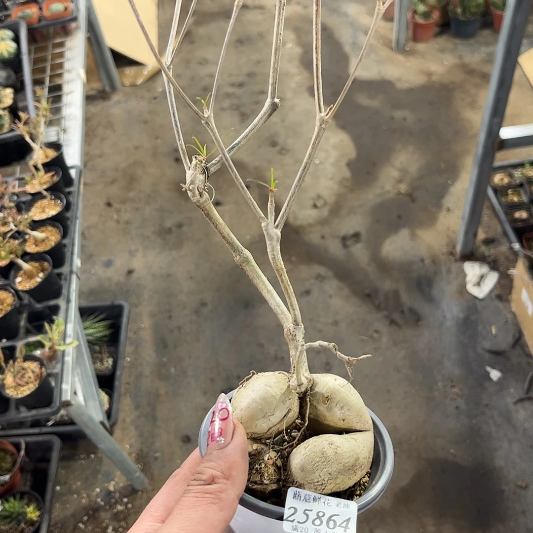 阿***啊25864一物一拍单头发货