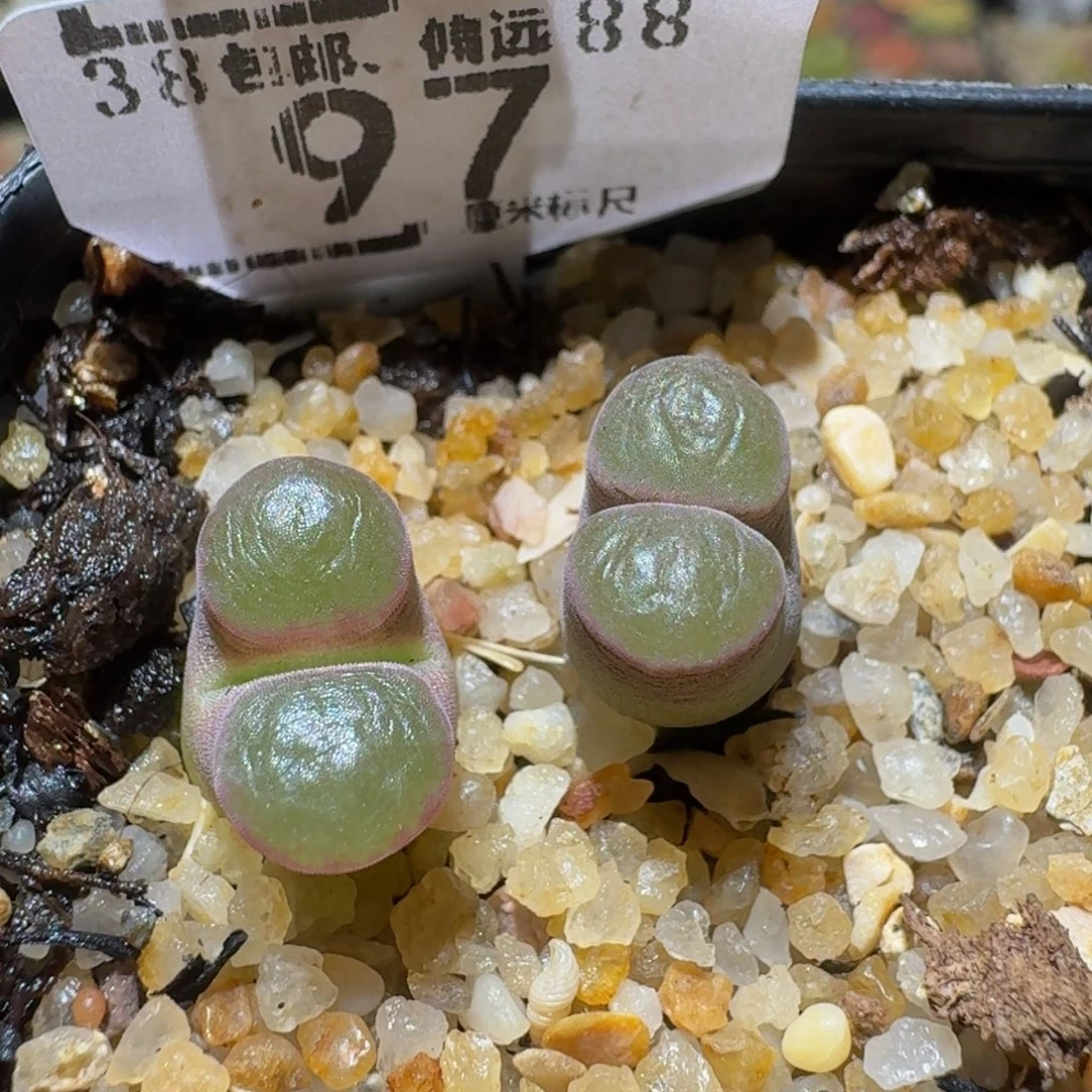 Ssss精品生石花98磁铁