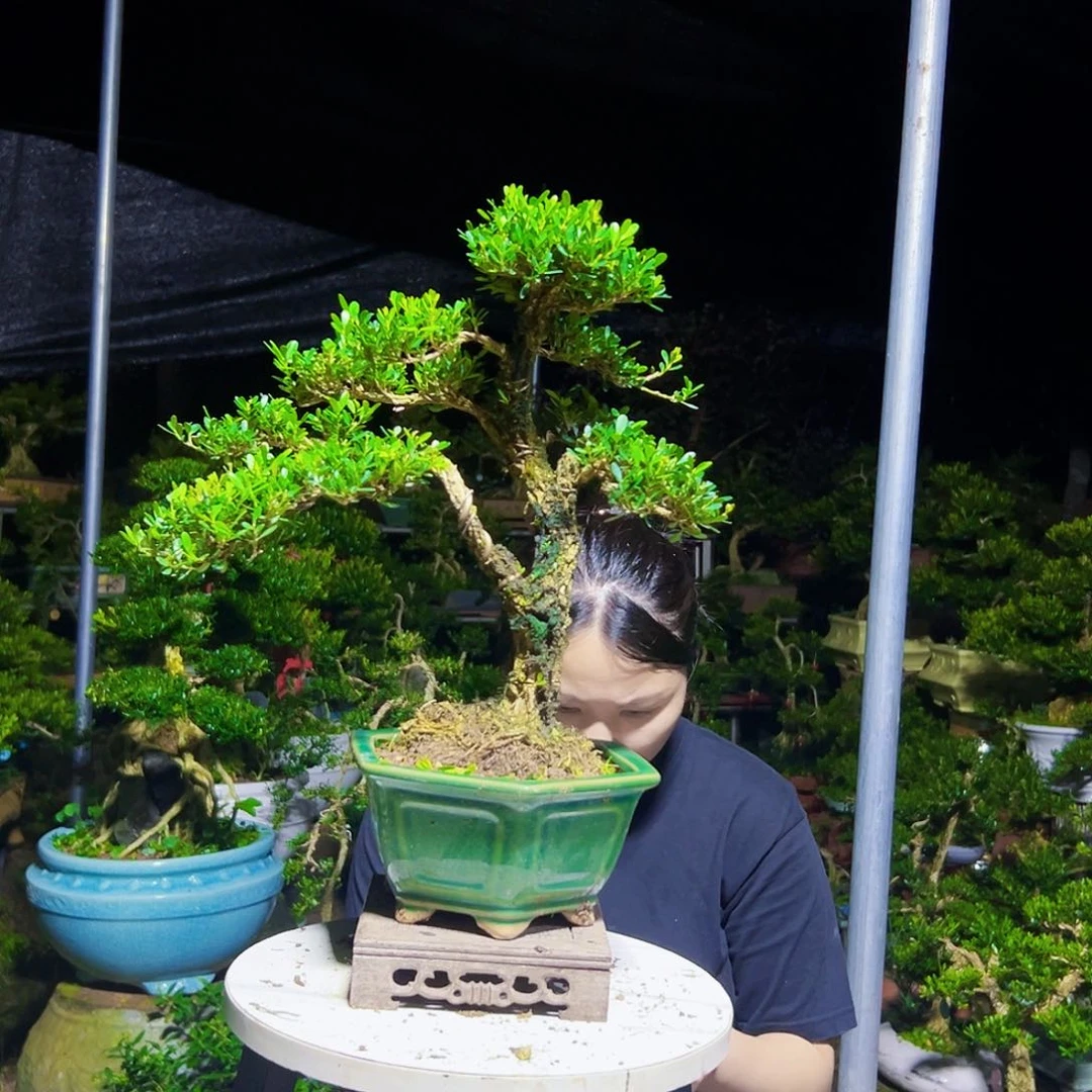 金***完全开放黄杨木