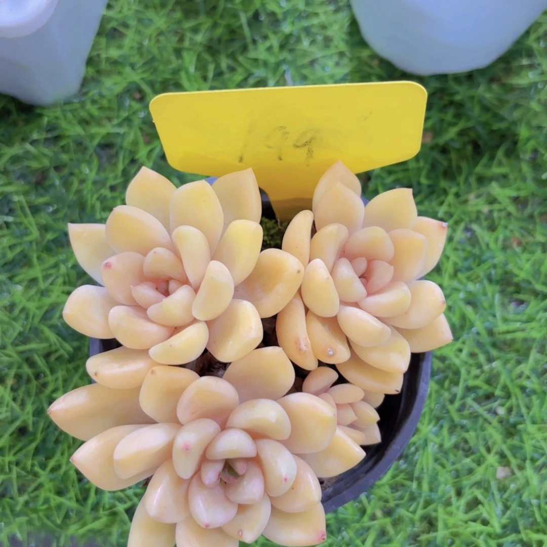 瑶**丽我的小可爱们都好可爱
