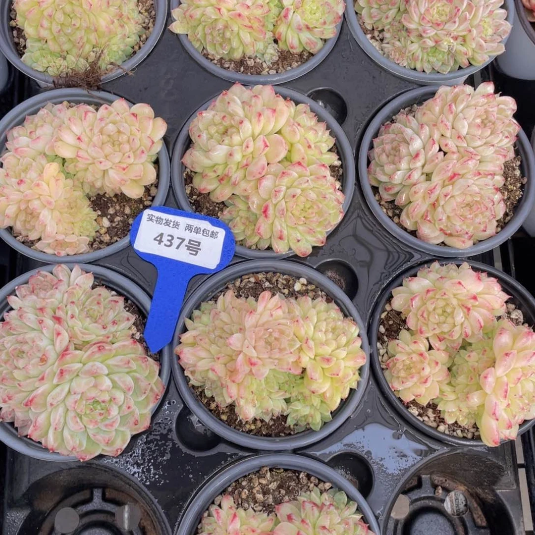 437号绿宝石珍妮麦秆群生一个