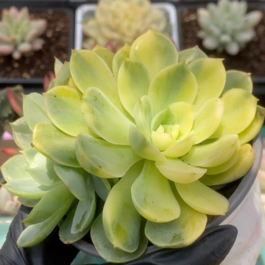 360杂锦锦锦锦锦锦