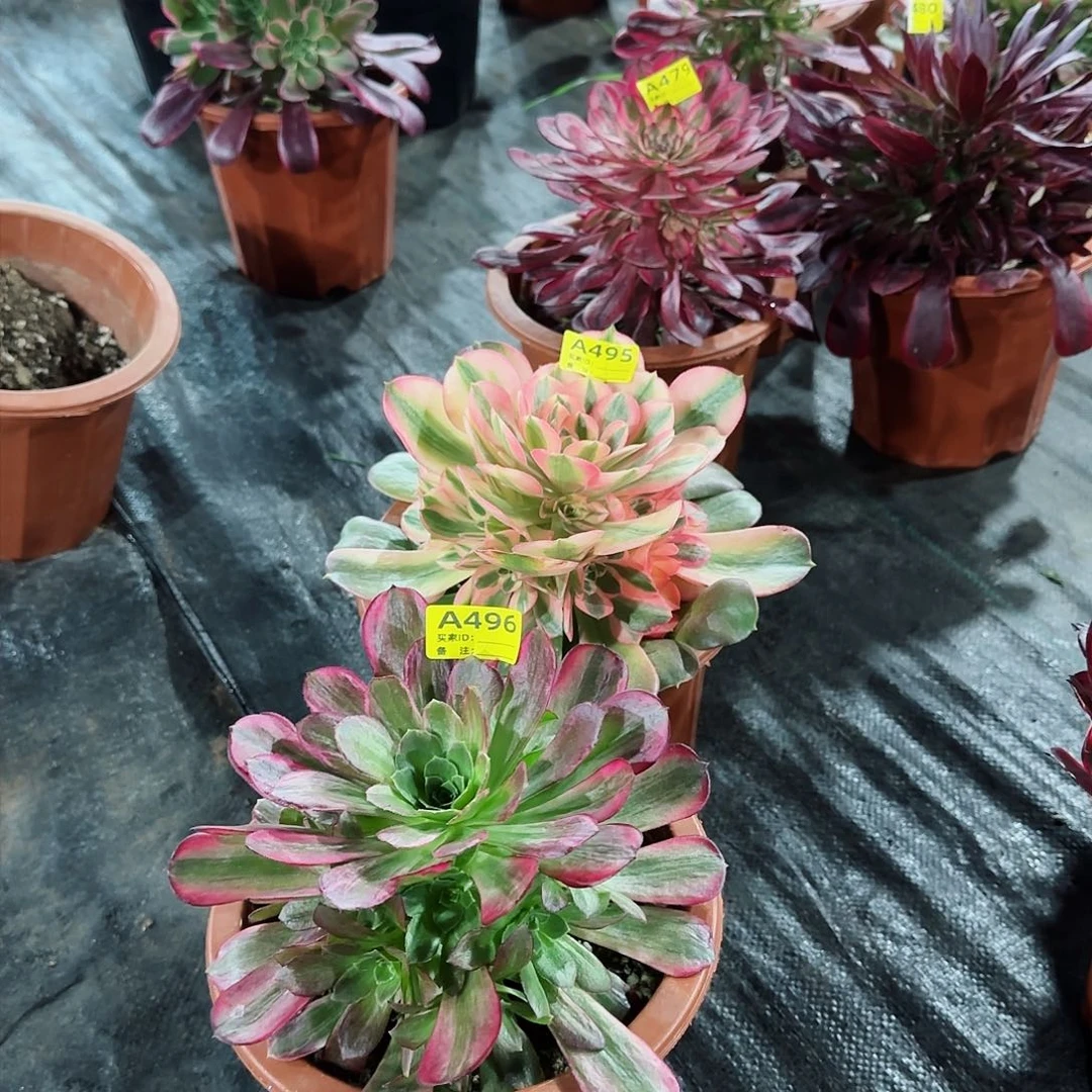 组合法师多肉植物495496