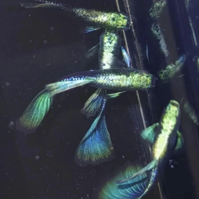 精品欧翼蓝礼服孔雀鱼