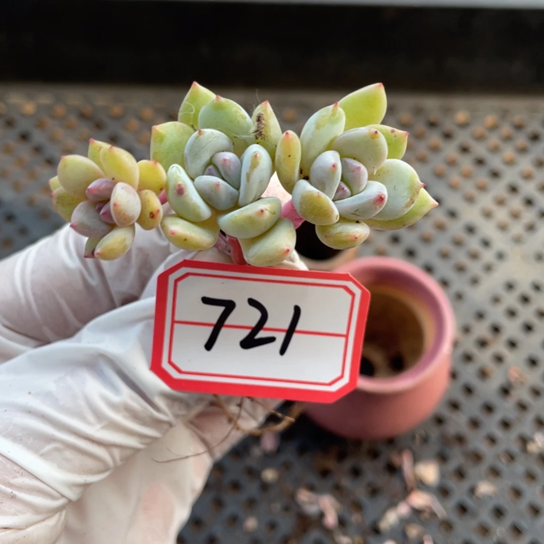 721号一颗20包邮新疆西藏不发