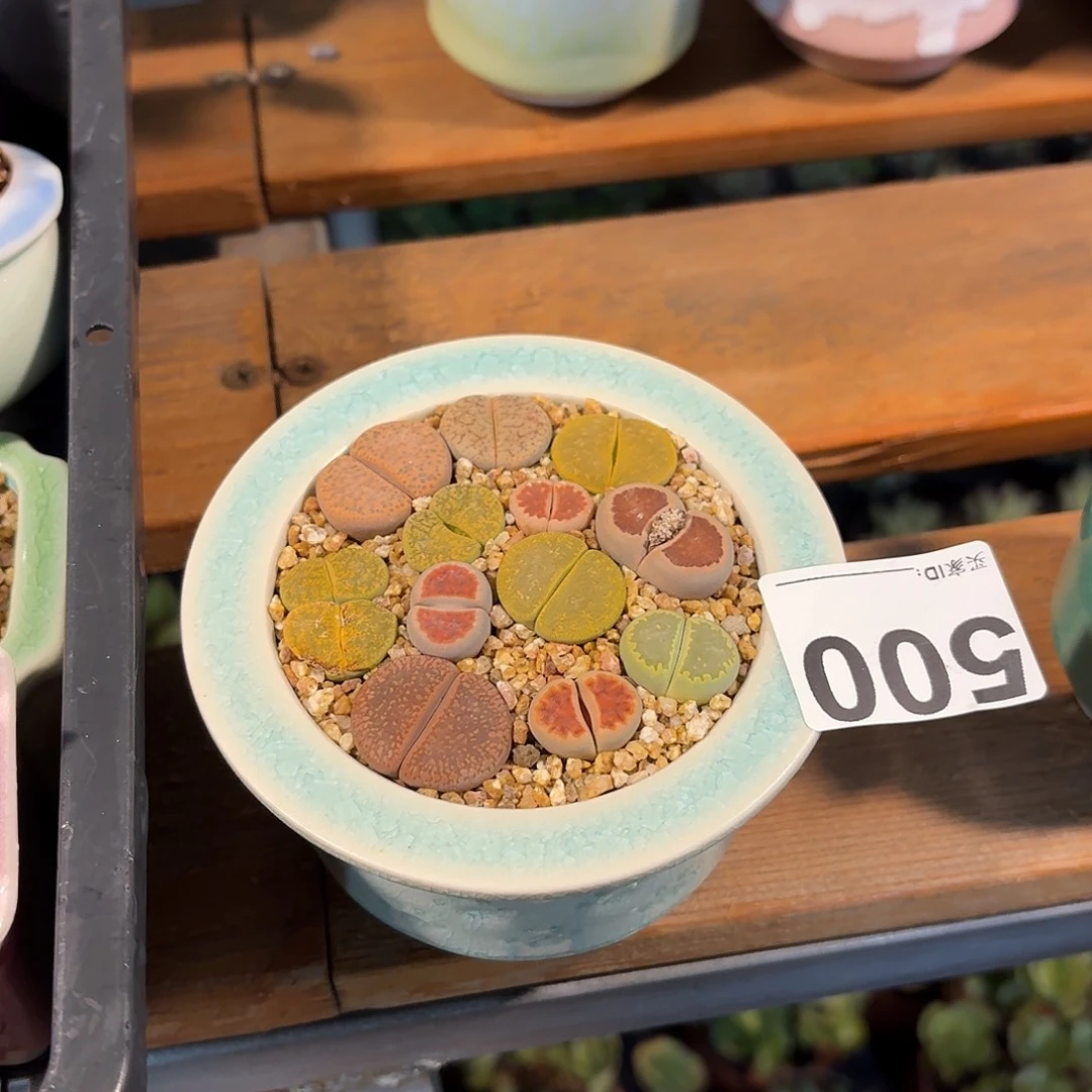 甜***甜生石花多肉带盆发货500