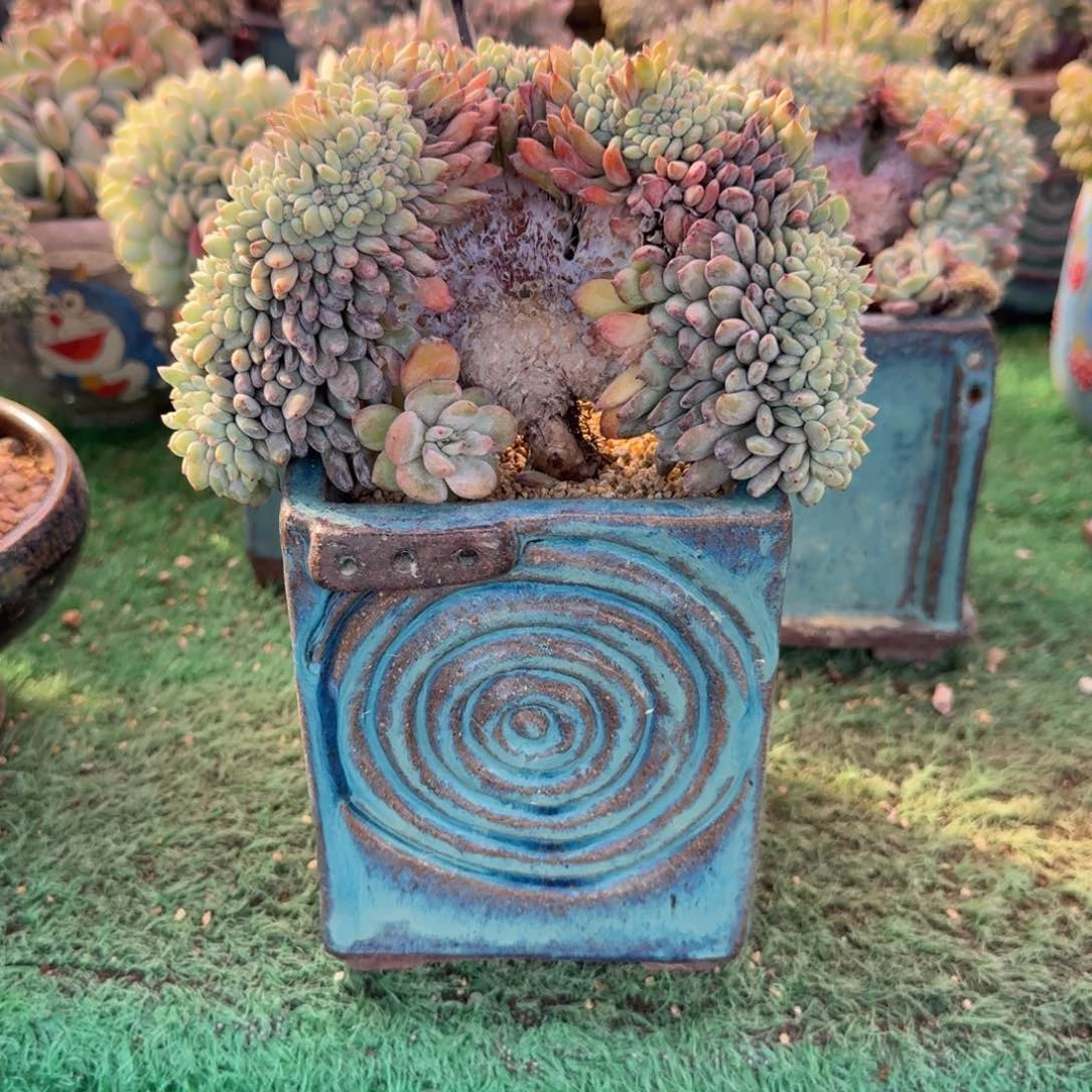 星影树缀无砍多肉