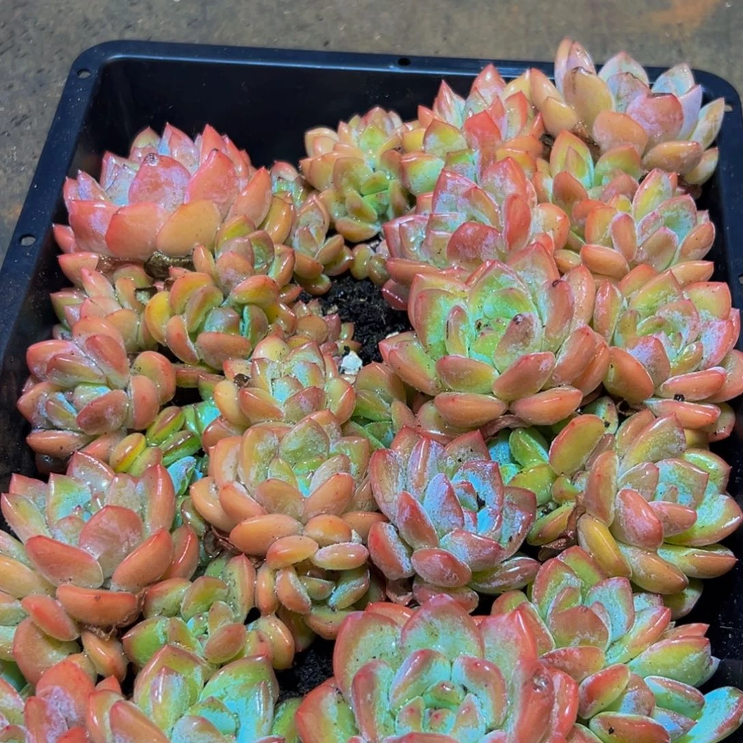 152的人了还在看电视吗我在